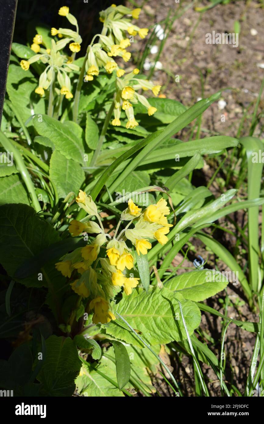 blooming primrose Stock Photo