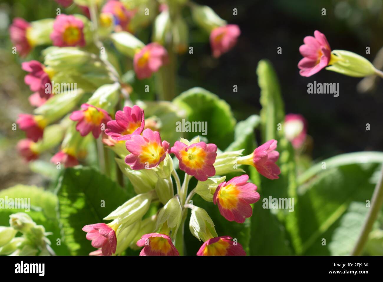 blooming primrose Stock Photo