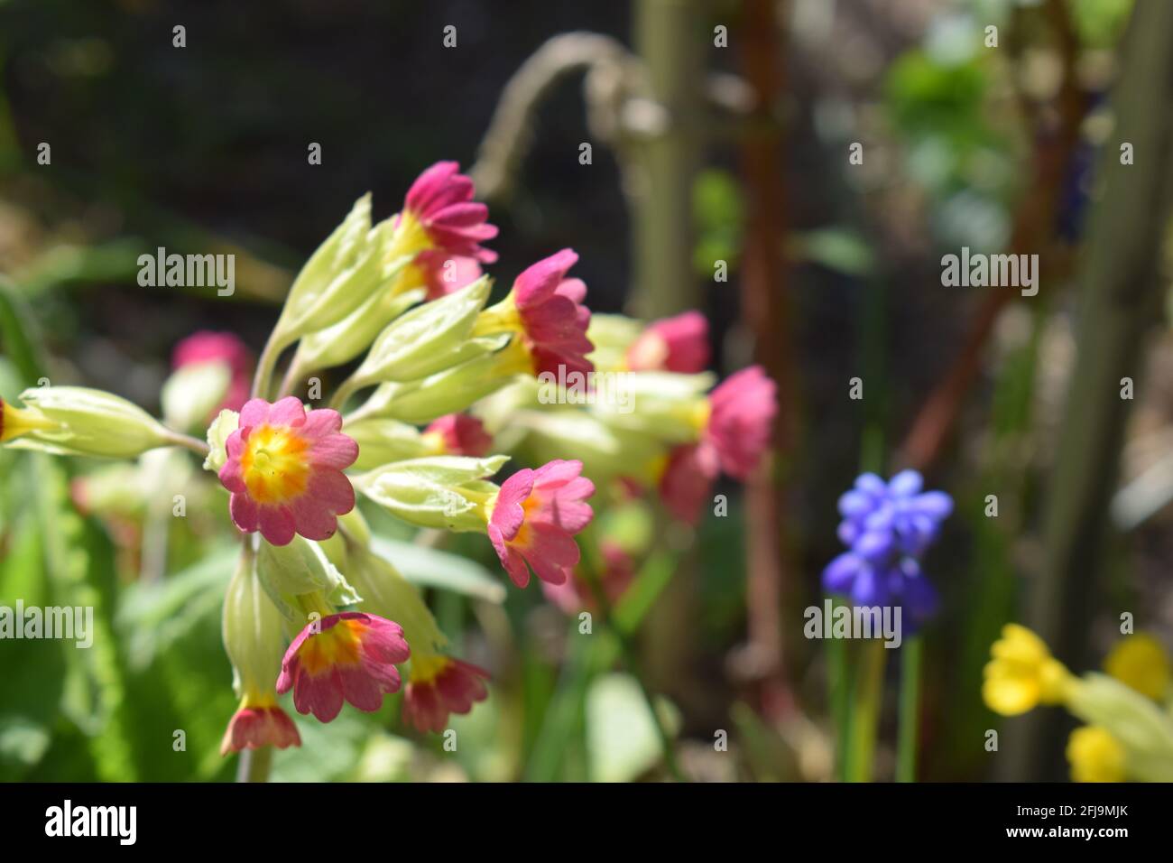 blooming primrose Stock Photo