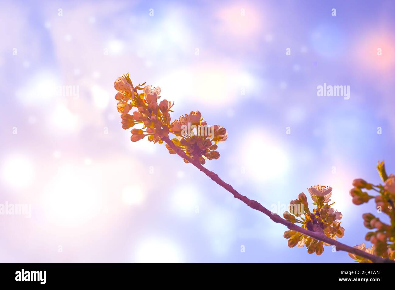 White flowers and leaves on a cherry branch on a fabulous gray background with multicolored bokeh in a spring morning, selective focus. Stock Photo