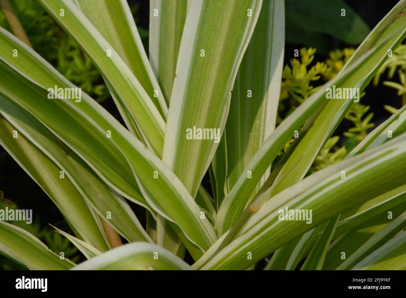 Sansevieria parva , a decorative variegated green plant Stock Photo - Alamy