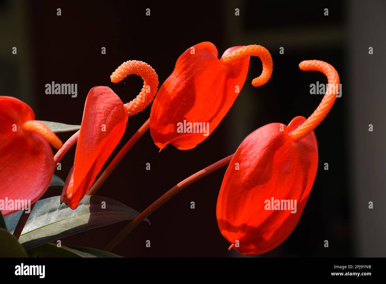 Pigtail Anthurium , a red coloured flower . Stock Photo