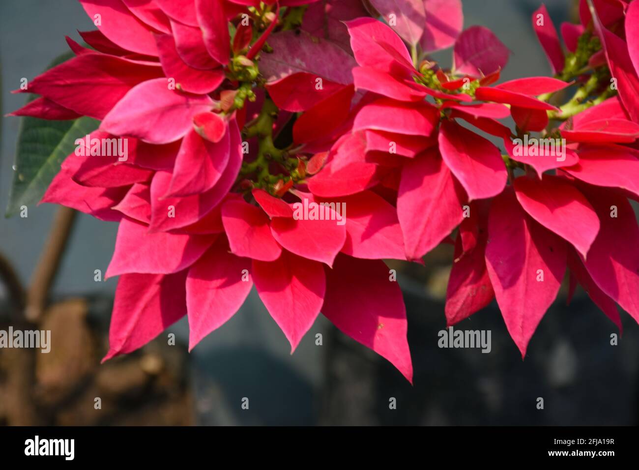 The red colour poinsettia potted house plant . Stock Photo