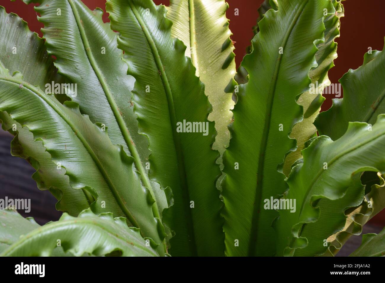Purifying herb hi-res stock photography and images - Alamy
