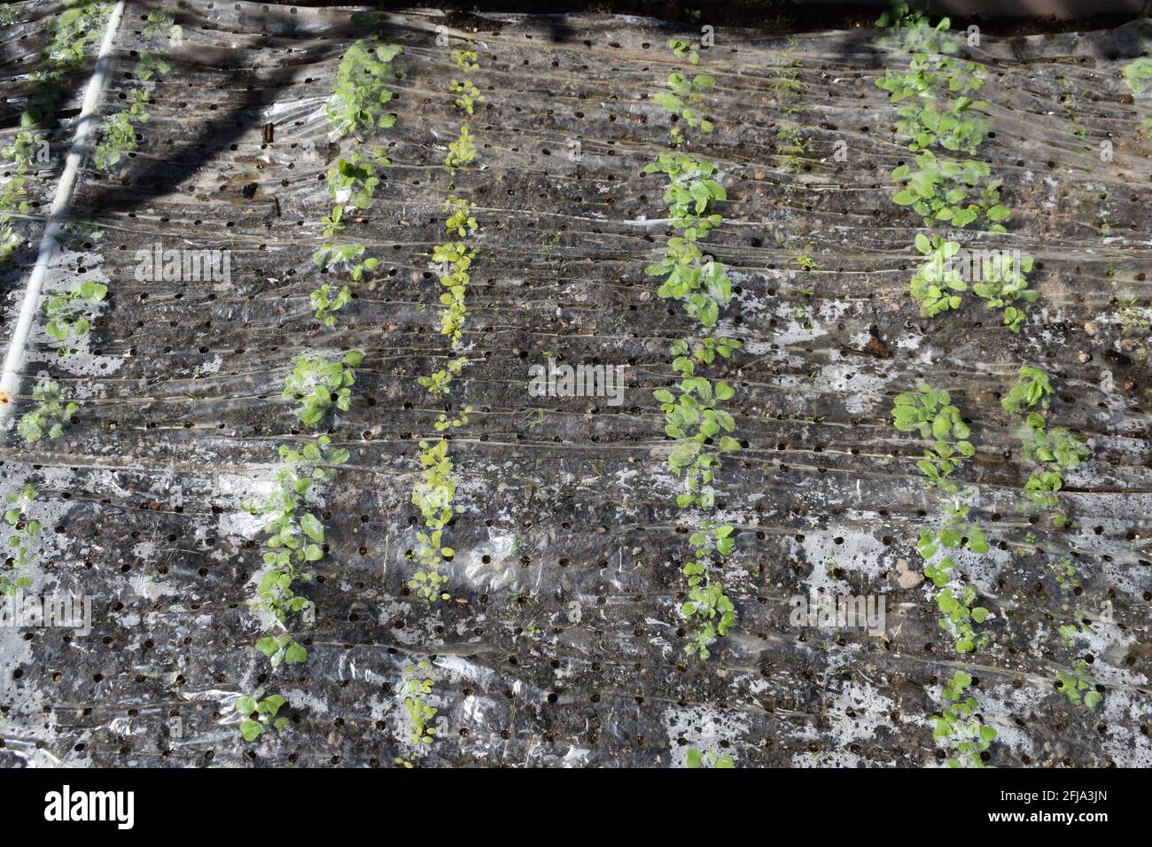lettuce plants under plastic Stock Photo Alamy