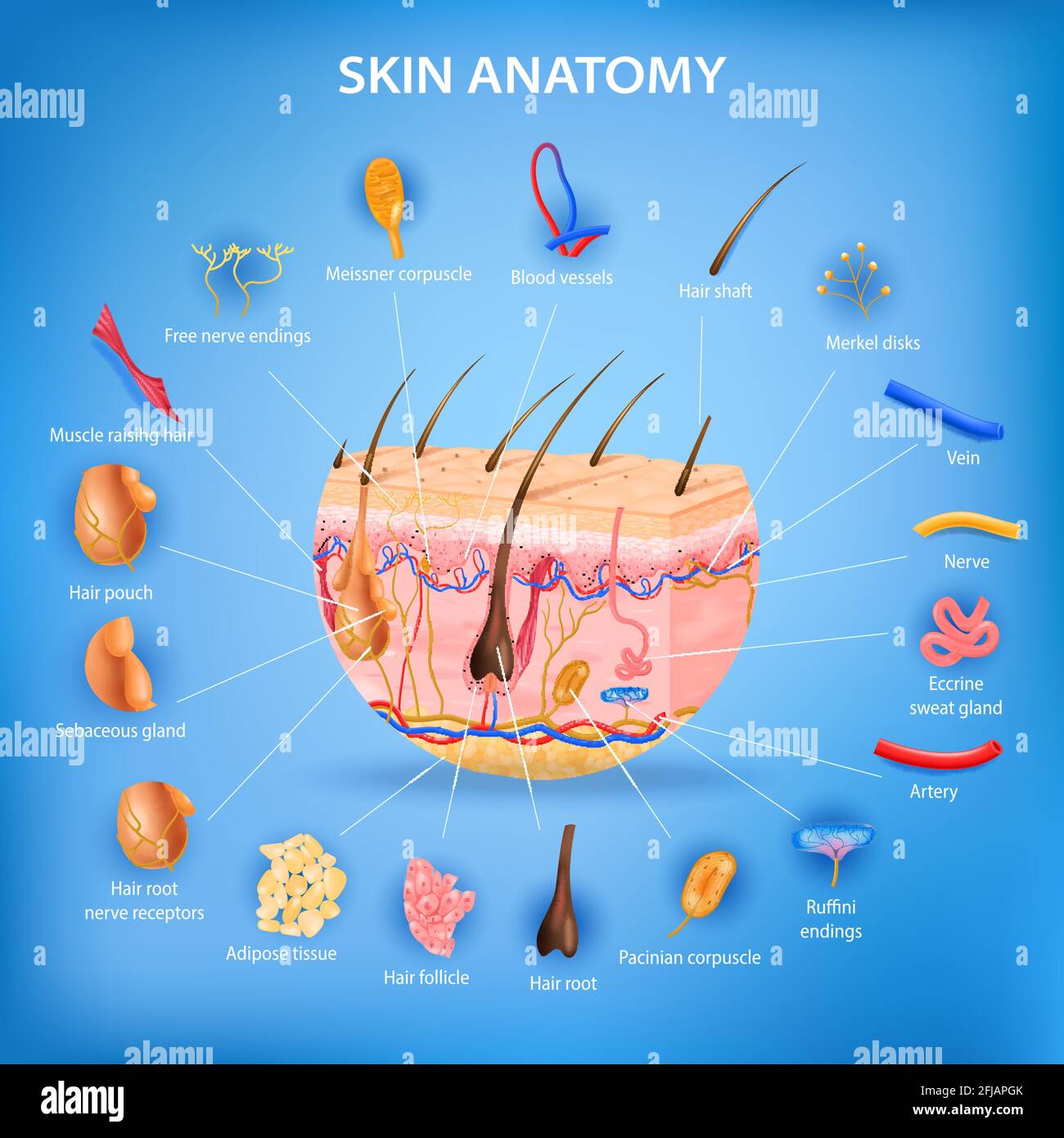 Skin Layers Anatomy Biology Diagrams
