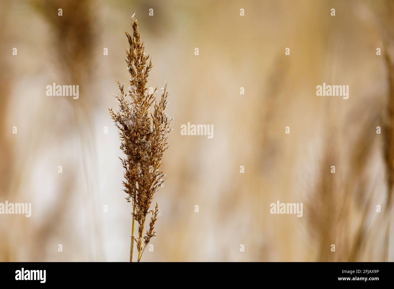 close up of reed in the wind Stock Photo - Alamy