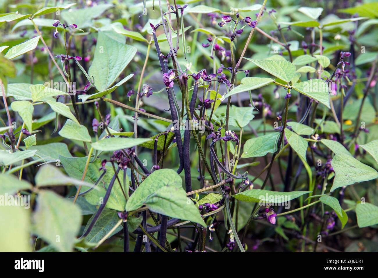 Close up view of cool violet color long bean pods growing in vegetable garden in autumn. Violet beans are are green beans disguised in a violet skin. Stock Photo