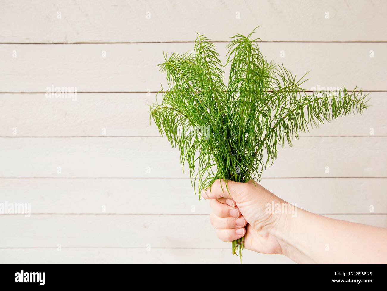 Person hand holding bunch of herbal plant Equisetum arvense the field horsetail against white minimal wood board background. Stock Photo