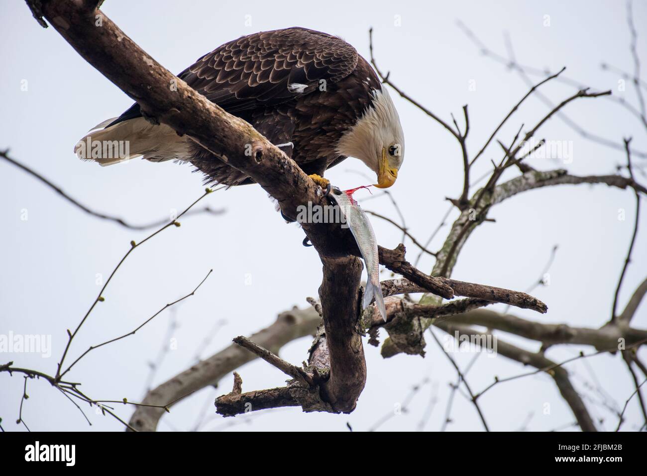 Food web eagle hi res stock photography and images Alamy