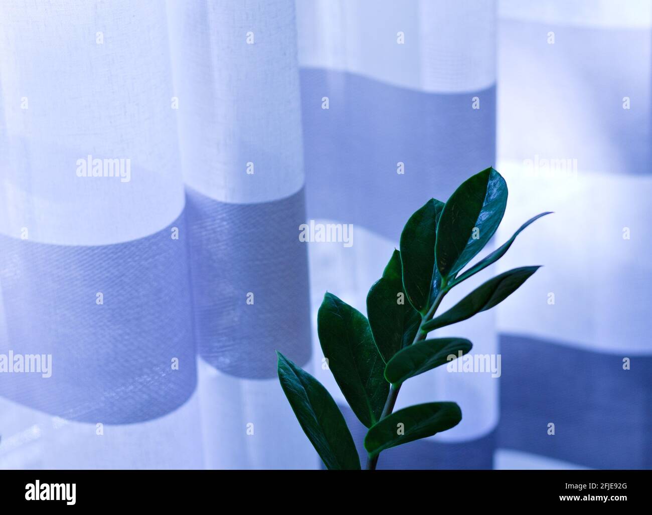 An indoor zamia plant with green leaves in front of a curtain (Pesaro, Marche, Italy) Stock Photo