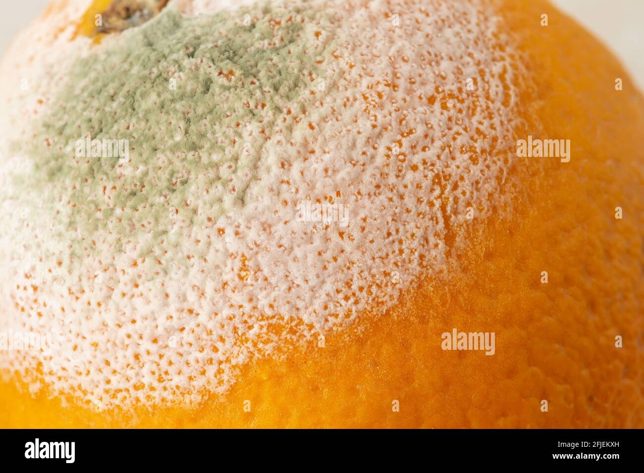 White green mold on the orange forgotten in the fridge. Macro shot of fungal mold on rotten citrus peel skin. Biodegradable food waste. Spoiled fruits Stock Photo