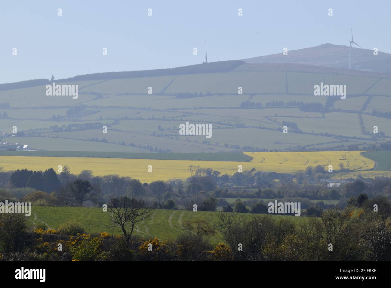 Rapeseed field in rural Ireland during the Spring Stock Photo