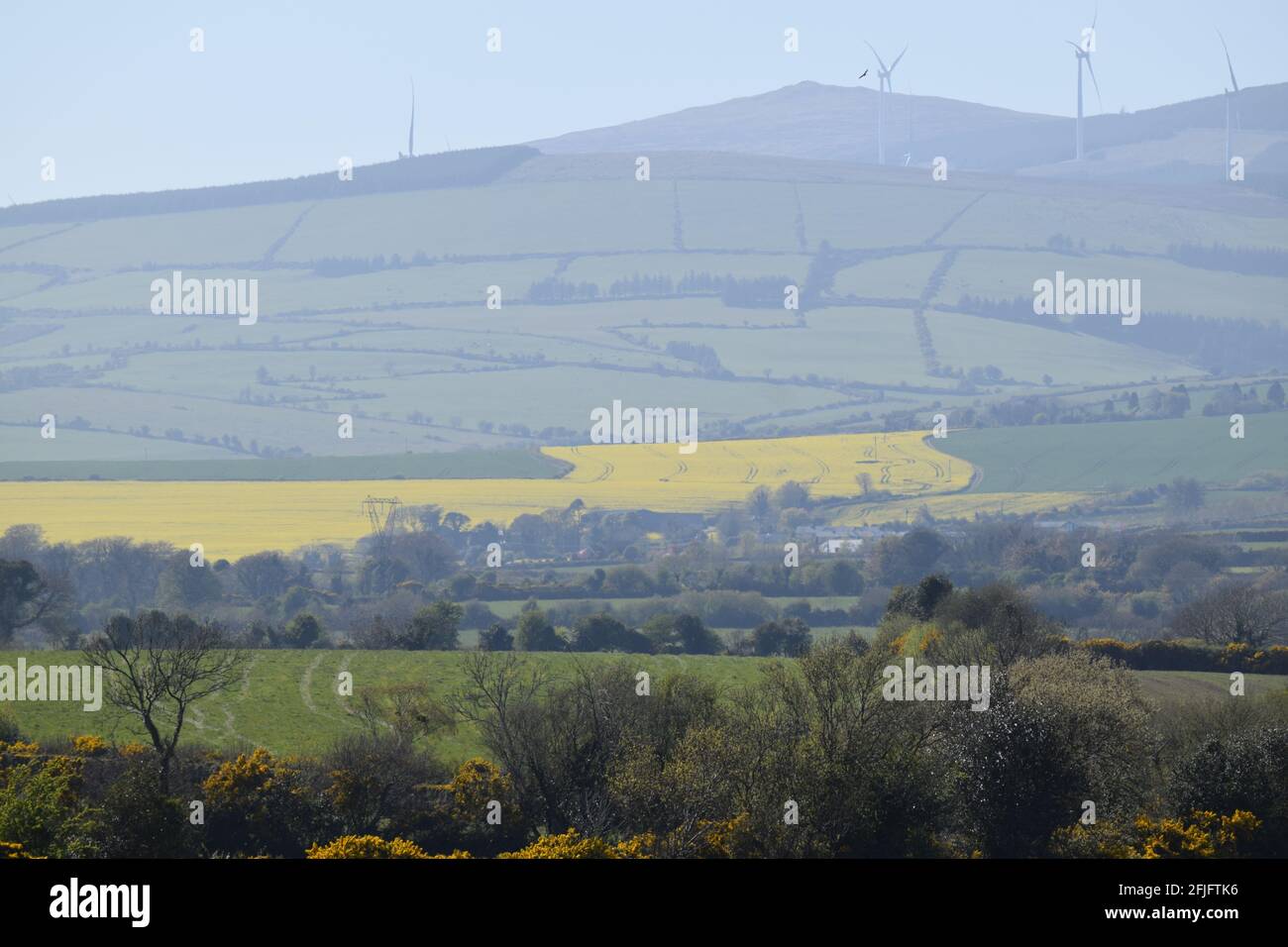 Rapeseed field in rural Ireland during the Spring Stock Photo - Alamy