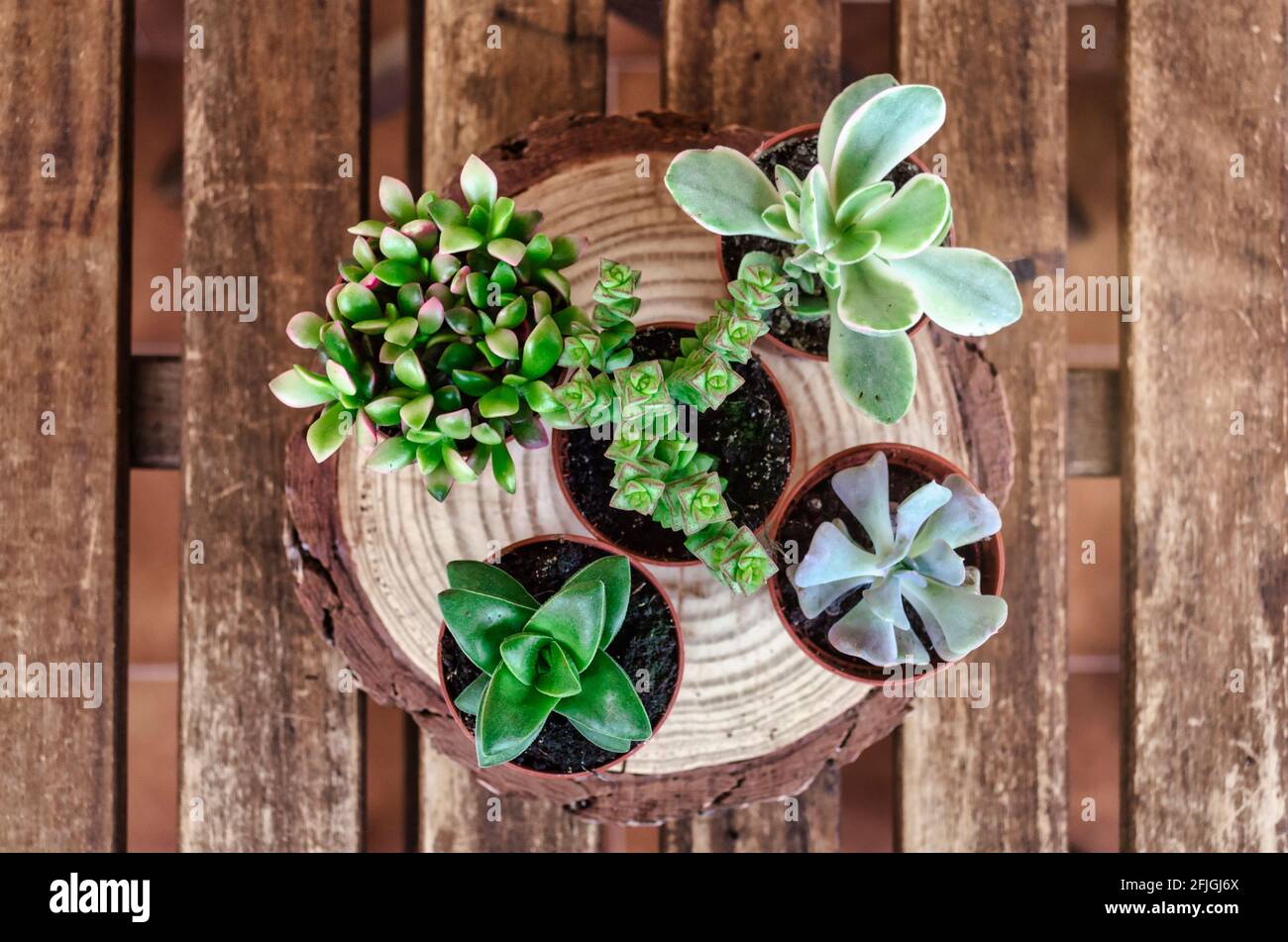 Top view of potted succulent plants.  Wooden background. Stock Photo