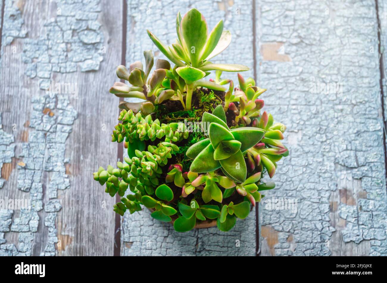 Top view of succulent plants on a blue table. Succulents sphere. Kokedama. Stock Photo