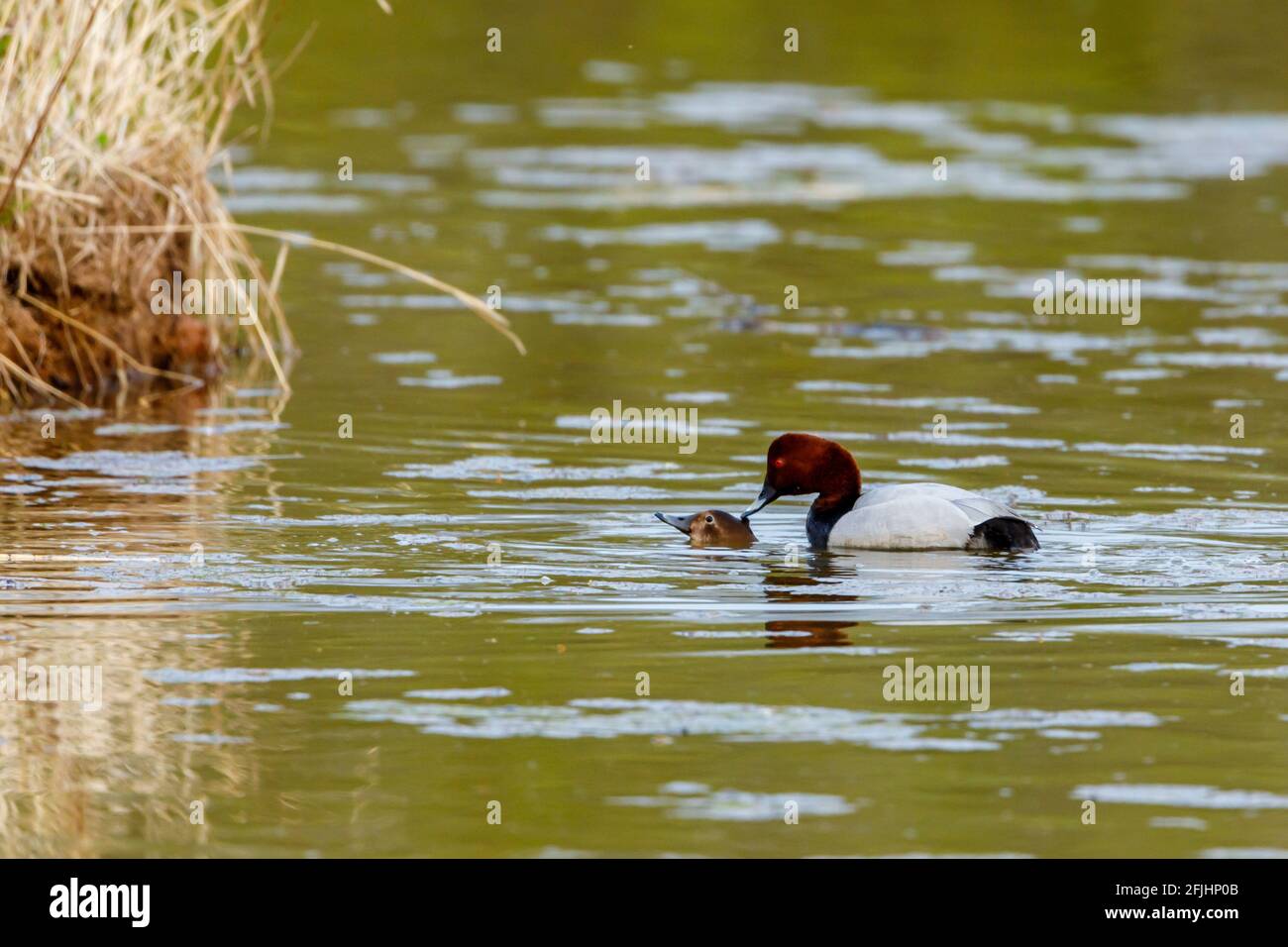 A pochard duck in the water Stock Photo