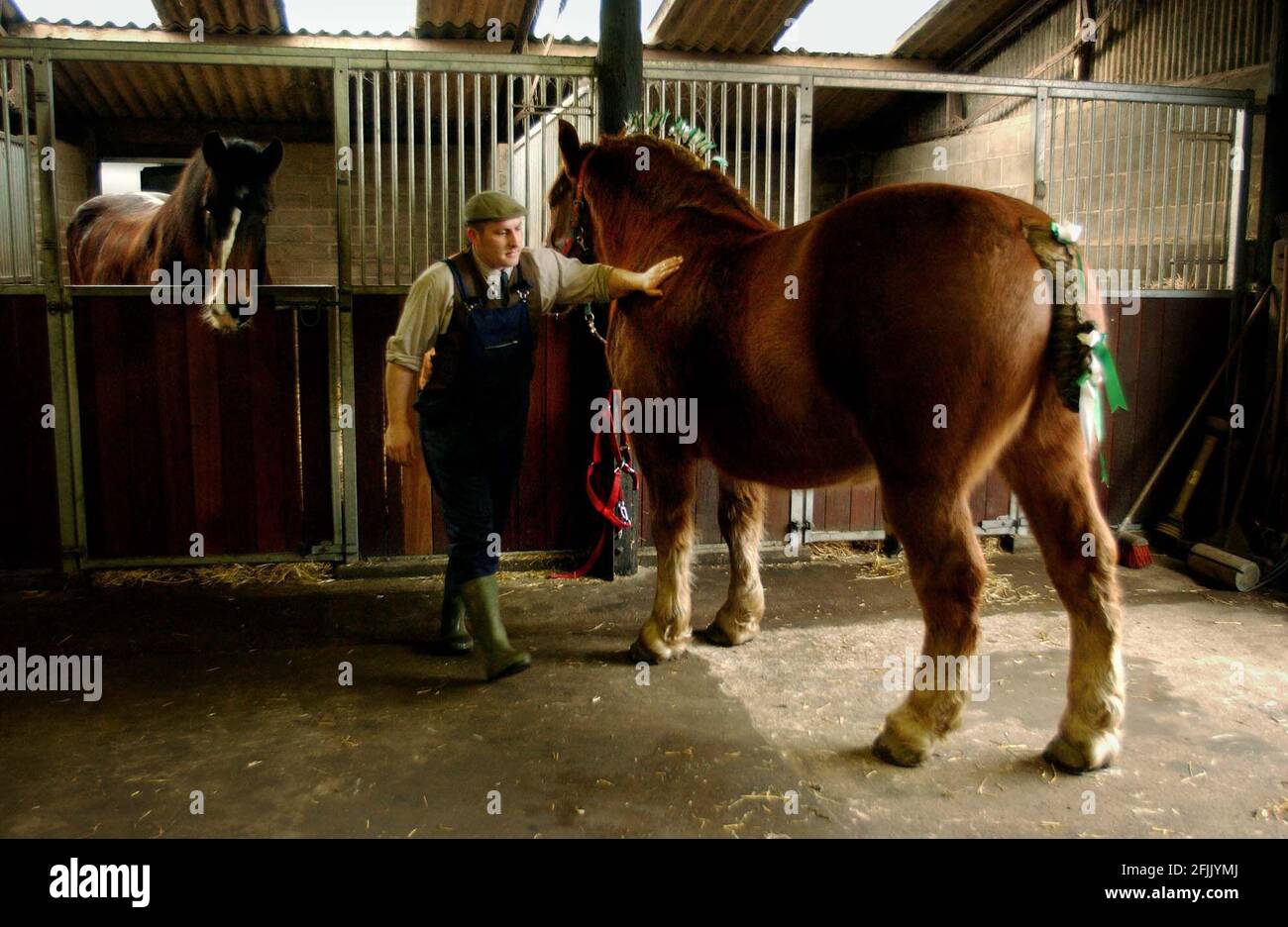 MATT BUNDOCK,HEAD HORSEMAN AT BANHAM ZOO IN NORFOLK WITH GEORGE A SUFFOLK PUNCH HEAVY HORSE.3/2/04 PILSTON Stock Photo