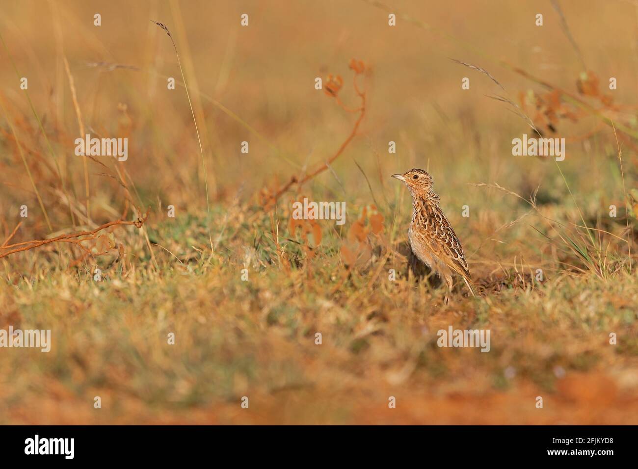 The Liben Lark, known as Sidamo Lark or Archer's Lark is a critically endangered bird species living in East Africa in Ethiopia and Somalia. Stock Photo