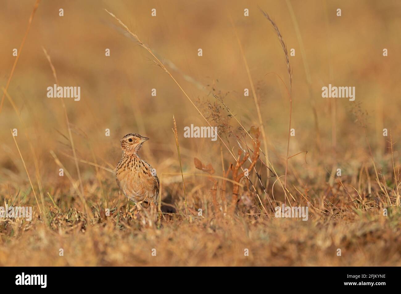 The Liben Lark, known as Sidamo Lark or Archer's Lark is a critically endangered bird species living in East Africa in Ethiopia and Somalia. Stock Photo