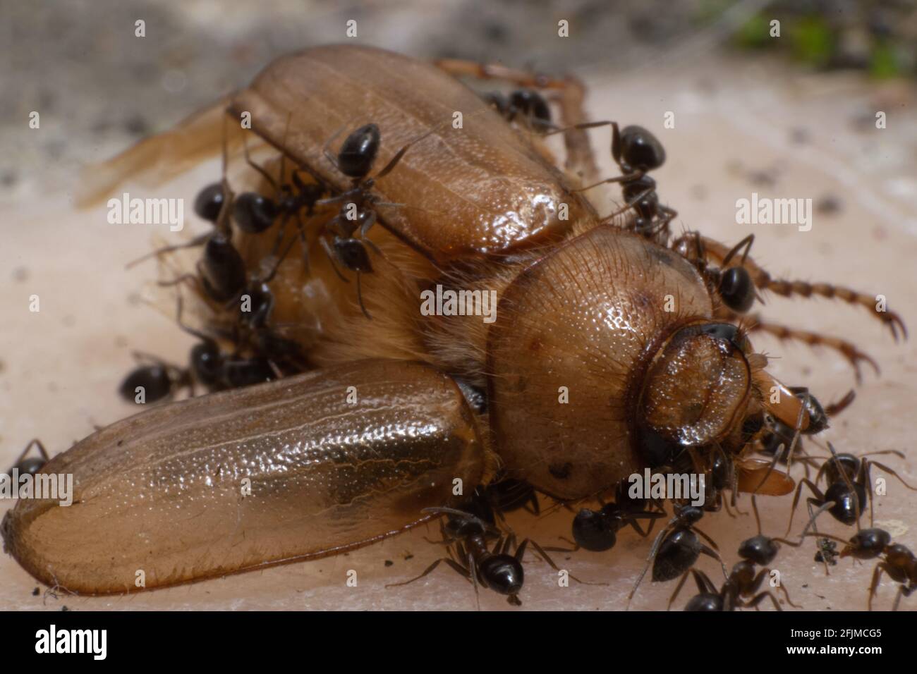 Group of Ants dismembering a death Drugstore beetle to take to the