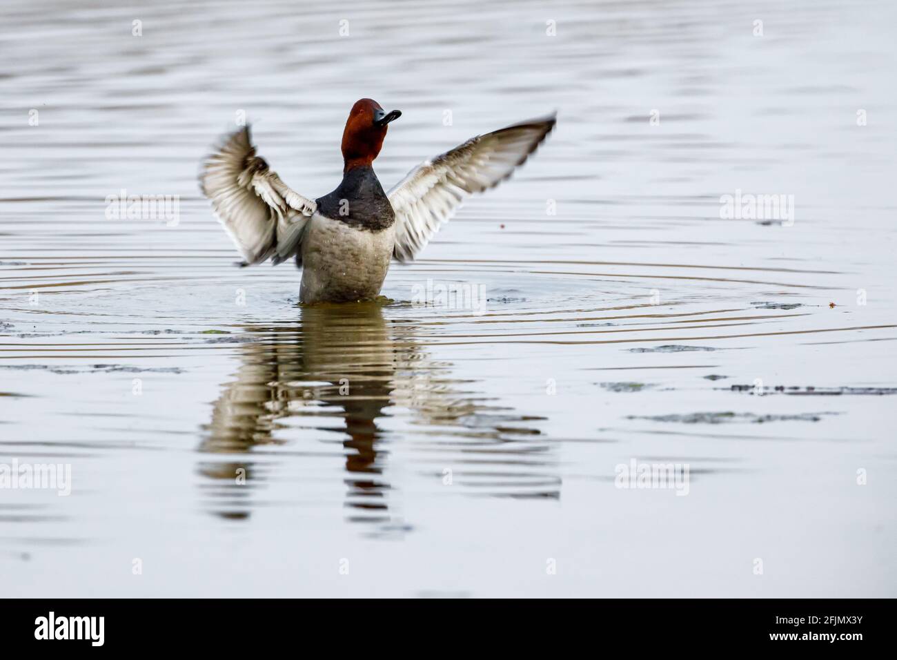 A pochard duck in the water Stock Photo