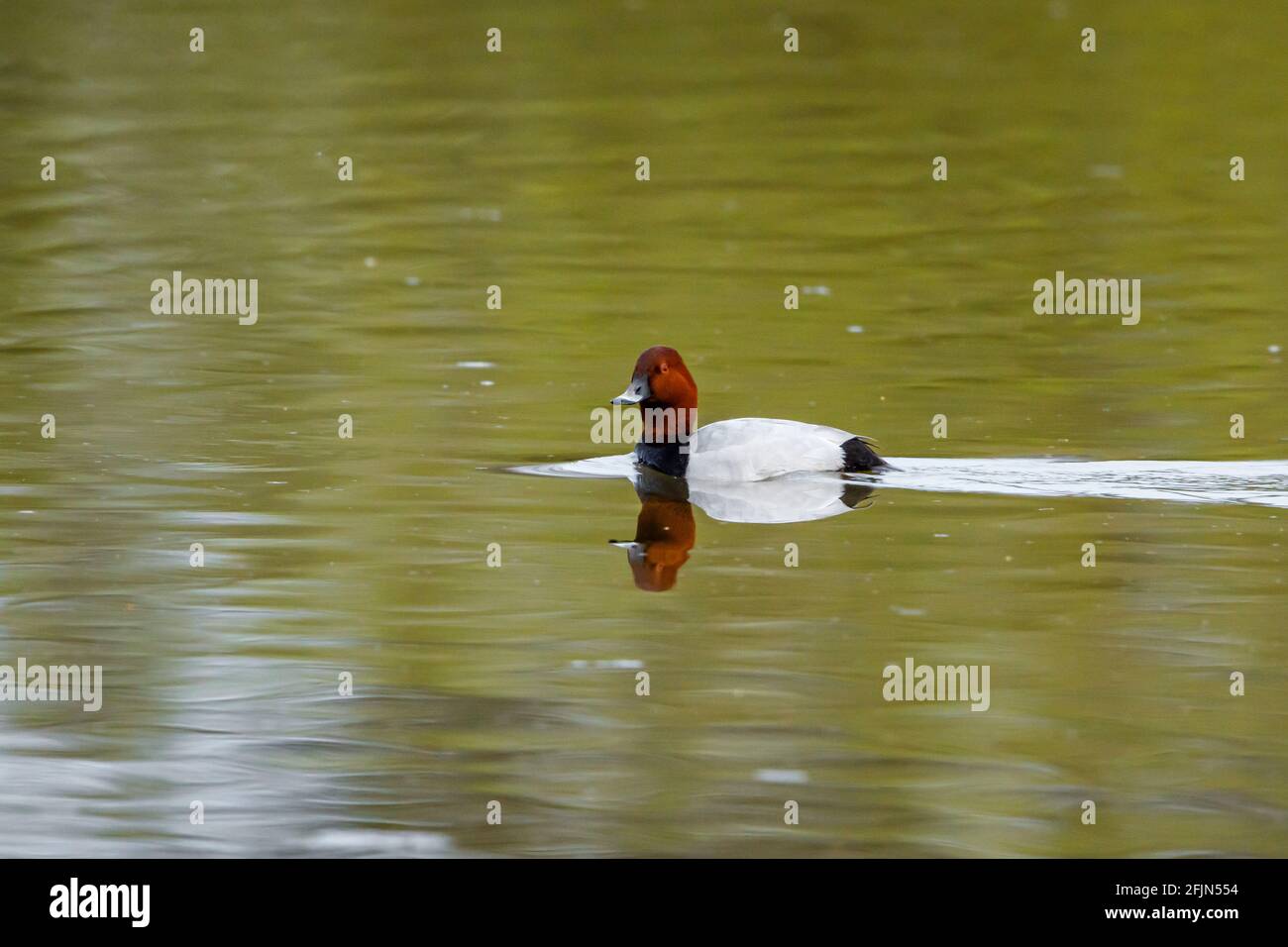 A pochard duck in the water Stock Photo