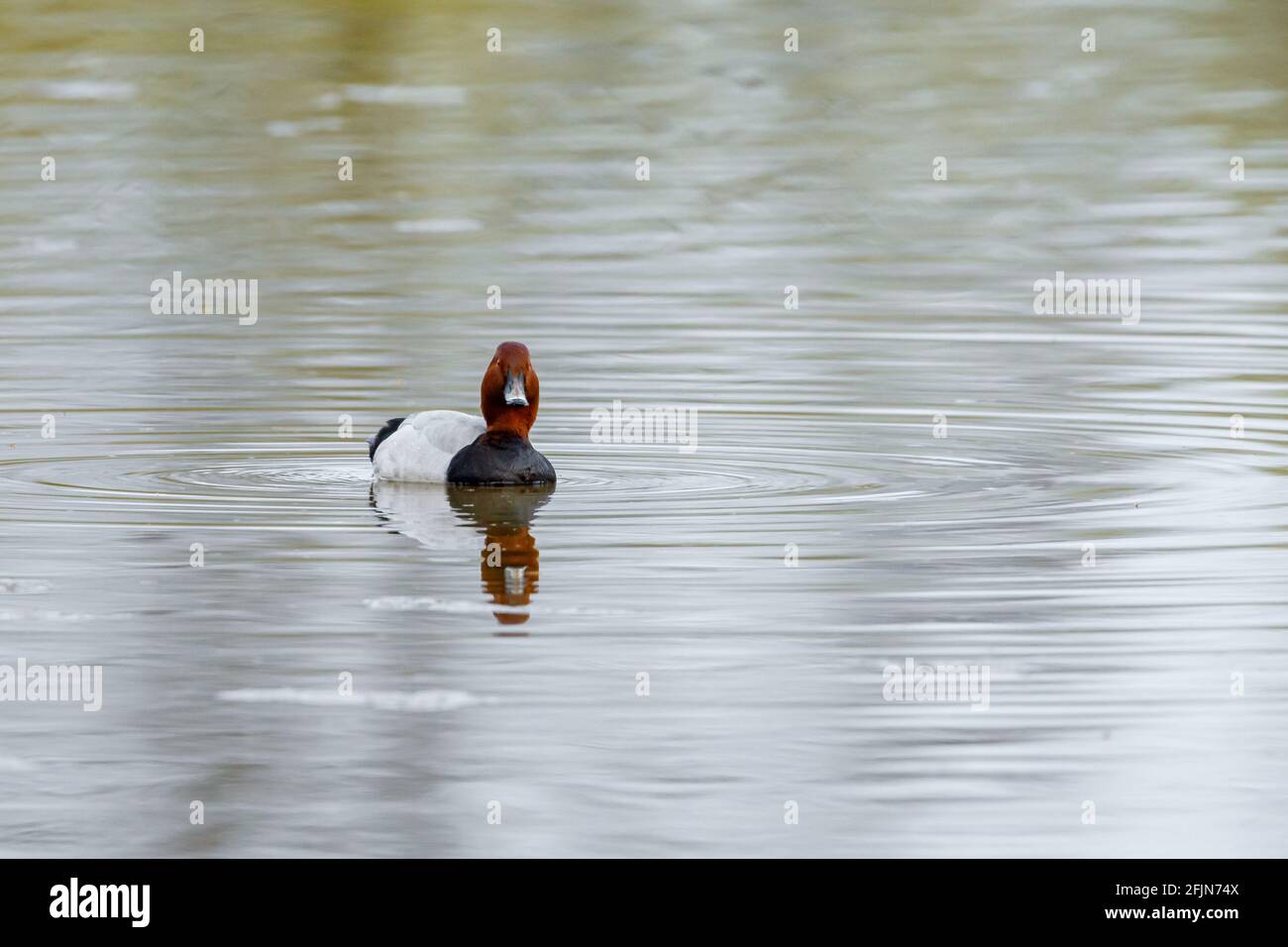 A pochard duck in the water Stock Photo