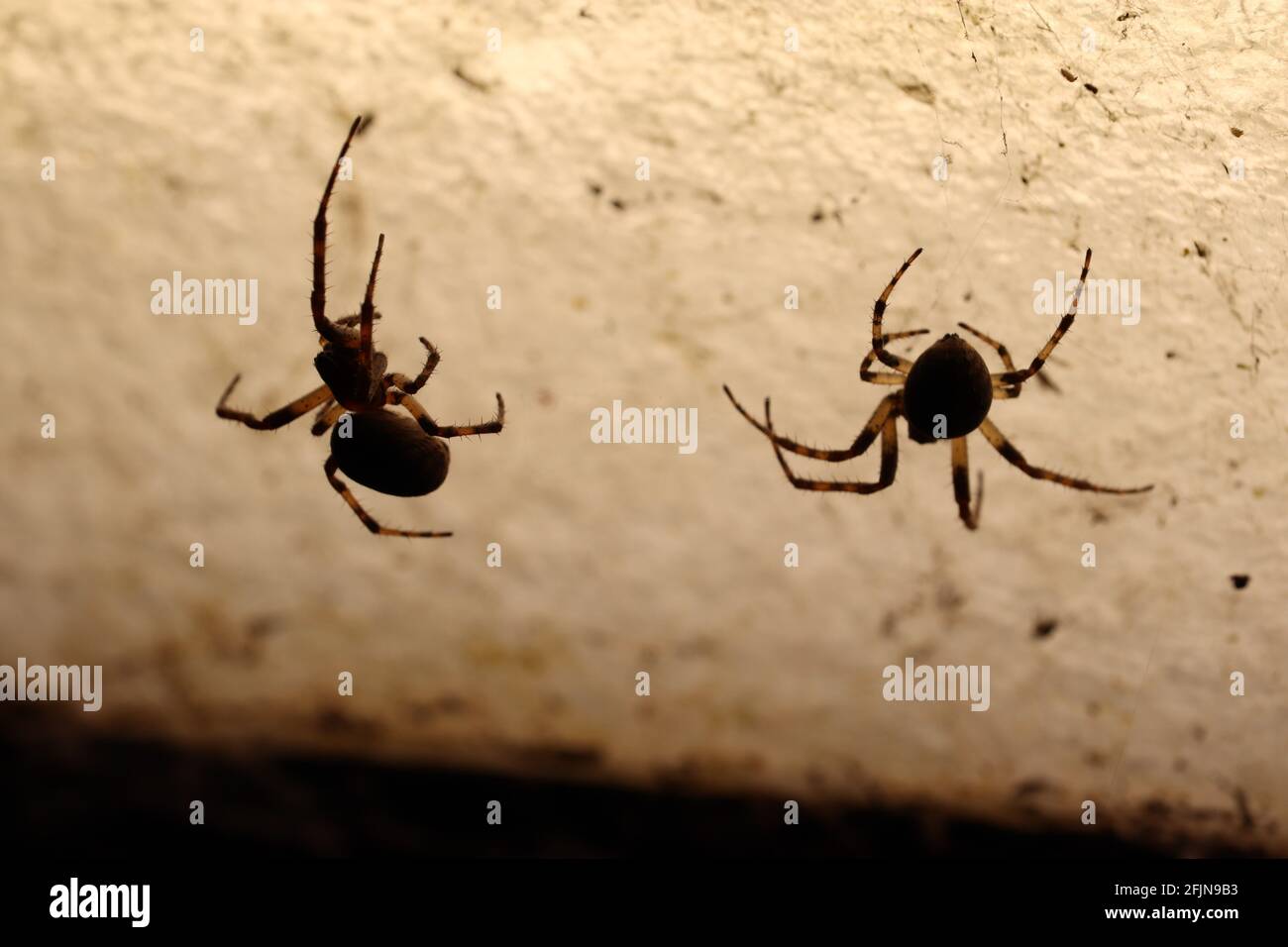 Two spiders, discussing their dinner menu, took in a Silhouette. Stock Photo