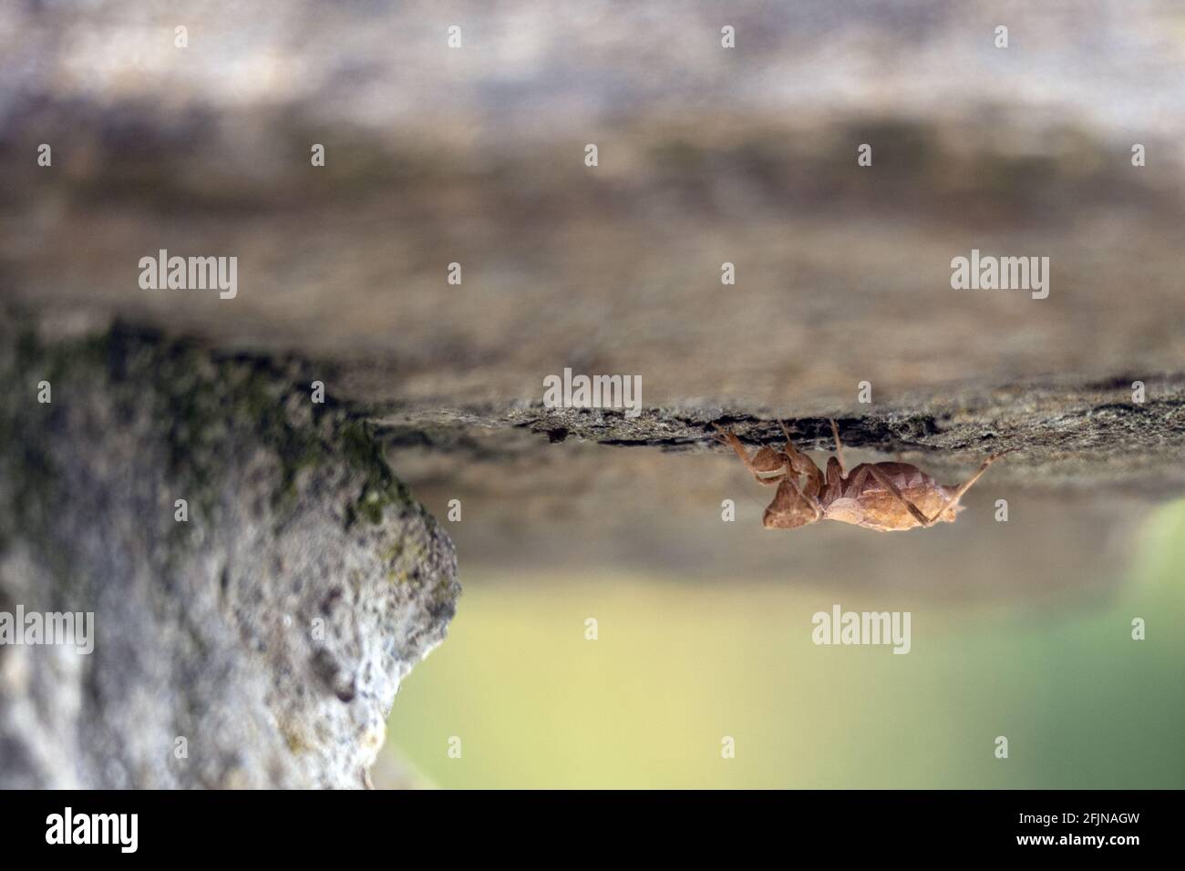 A shallow focus of an insect upside down Stock Photo - Alamy