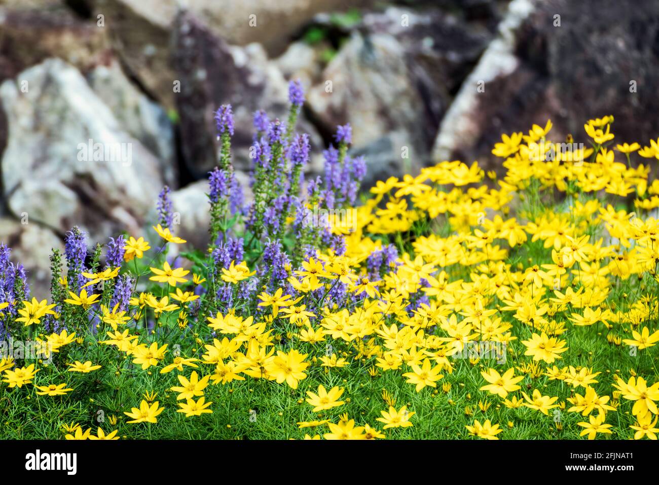 Bright yellow and purple perennial flowers Stock Photo