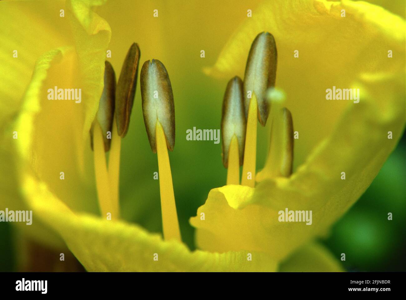 A yellow day lily begins to open up at dawn. Stock Photo