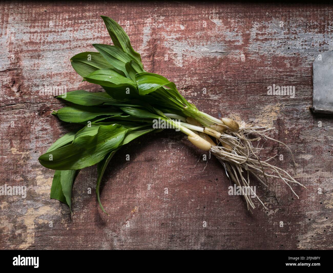 Raw organic green ramps or wild garlic Stock Photo Alamy