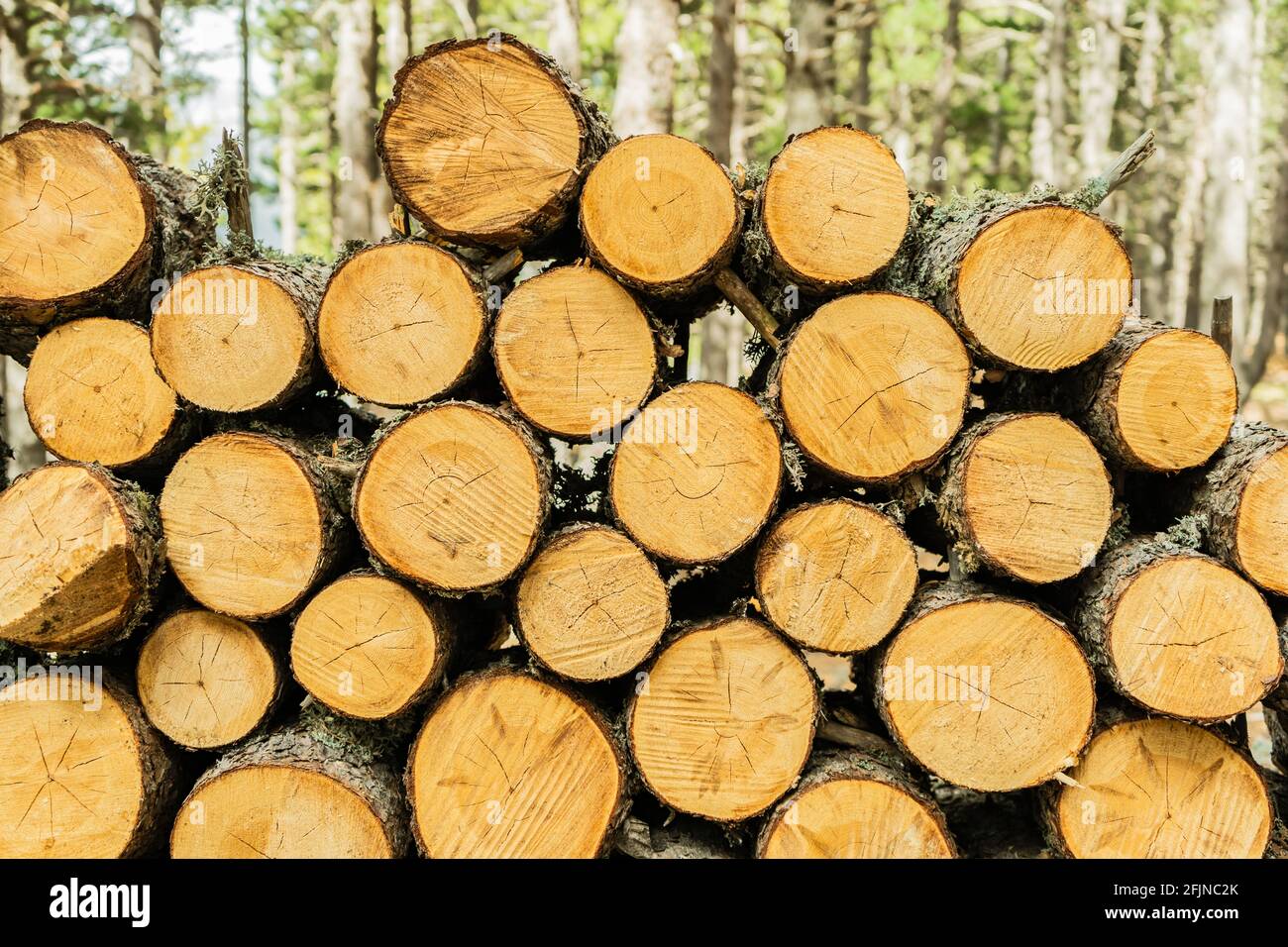 Sự phong phú và độc đáo trong hình ảnh các thân cây gỗ sẽ kích thích trí tò mò của bạn. Mỗi mảnh gỗ đều có một hình dáng riêng biệt, mang lại sự mới lạ và độc đáo cho bức tranh tự nhiên này.
