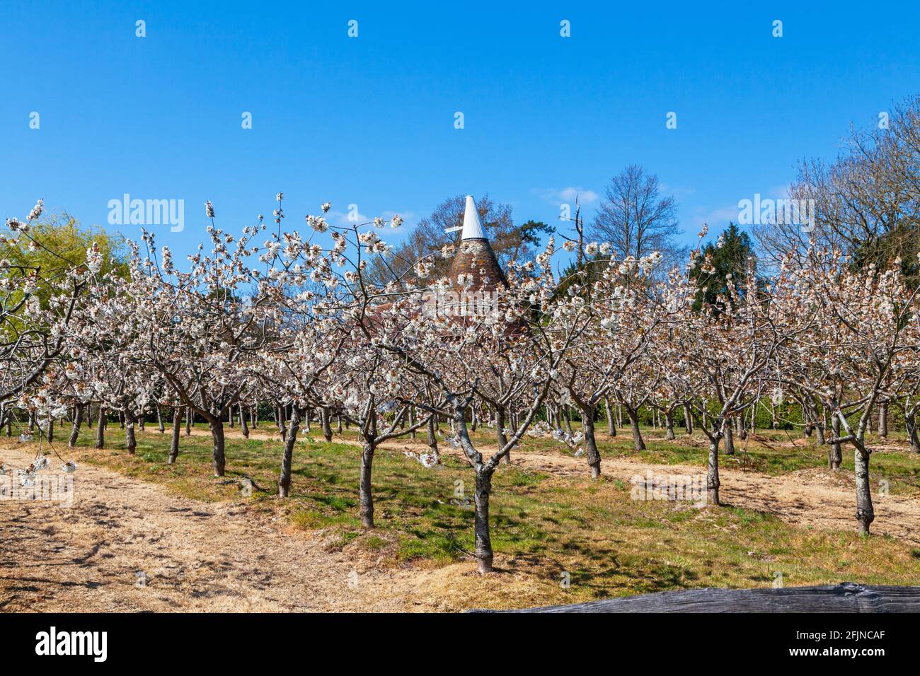 Cherry blossom and Oast House, Kent, UK Stock Photo