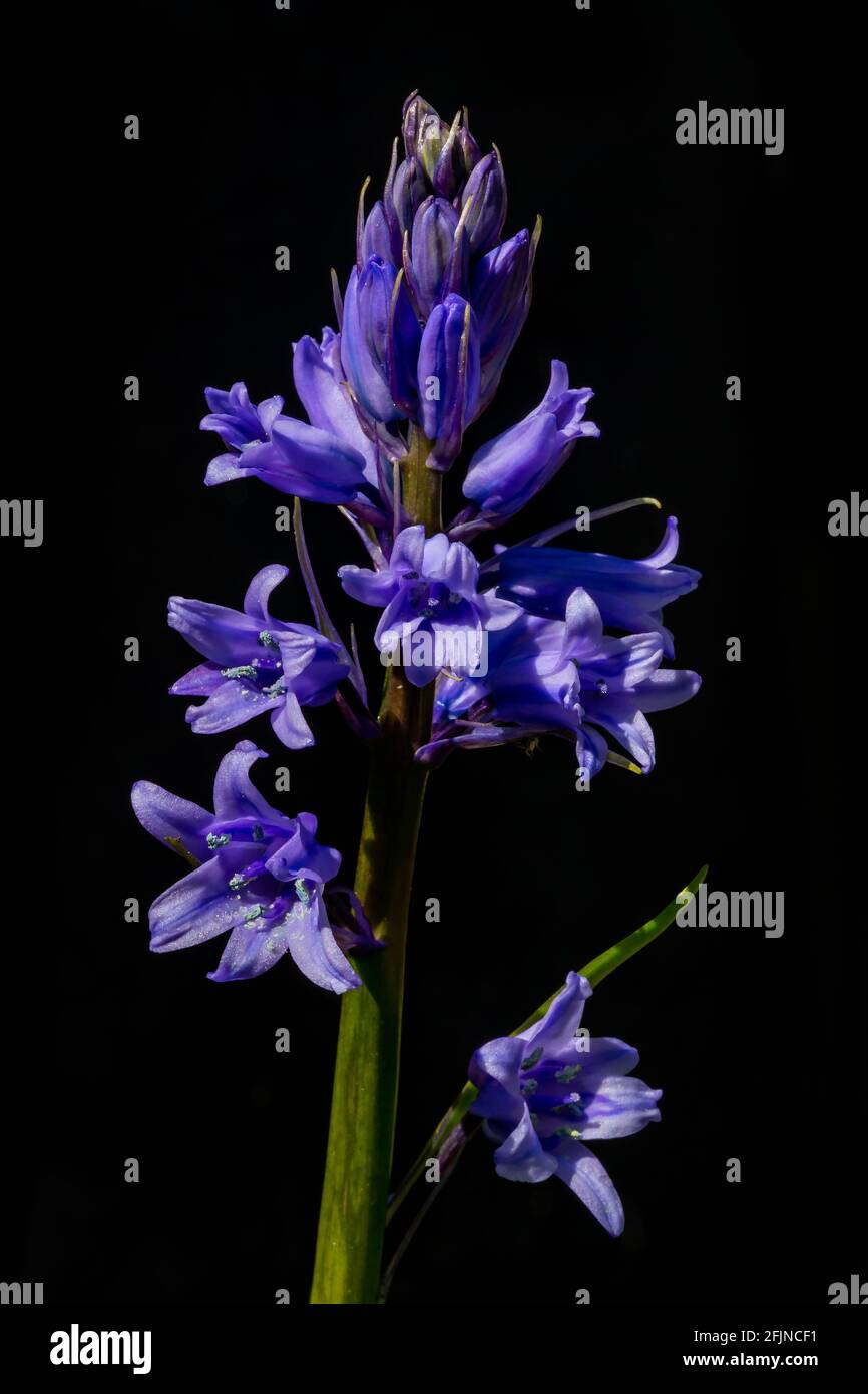 Spanish Bluebell (Hyacinthoides Hispanica) against a black background Stock Photo