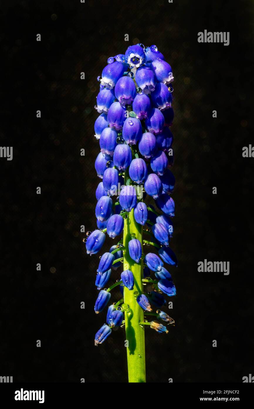 Grape Hyacinth against a black background Stock Photo