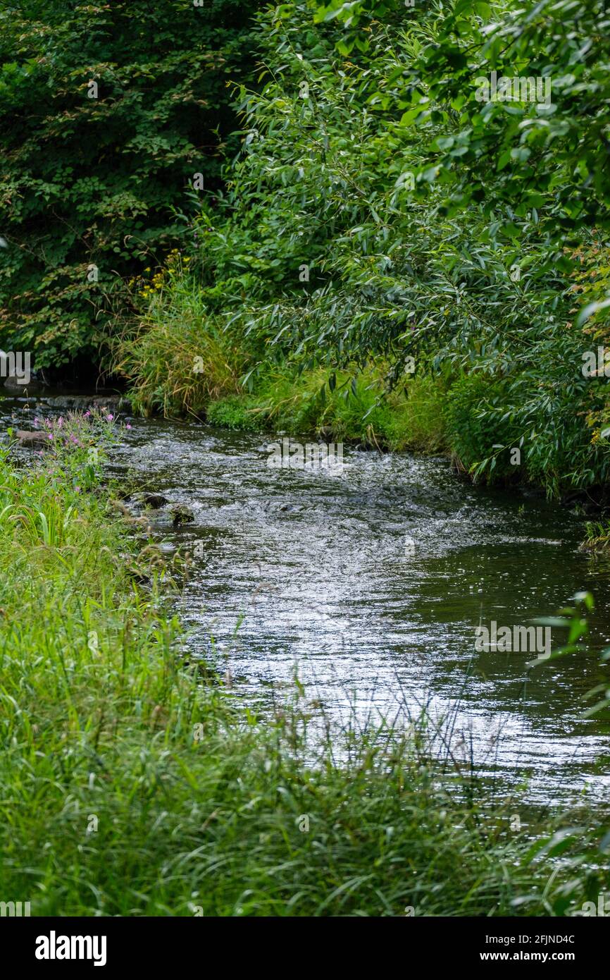 slow forest river in summer green woods with rocks in stream and small ...