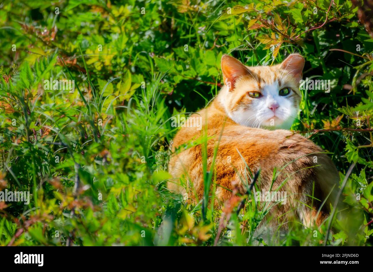 A feral cat walks in brush at Point Park, April 22, 2021, in Pascagoula, Mississippi. (Photo by Carmen K. Sisson/Cloudybright) Stock Photo