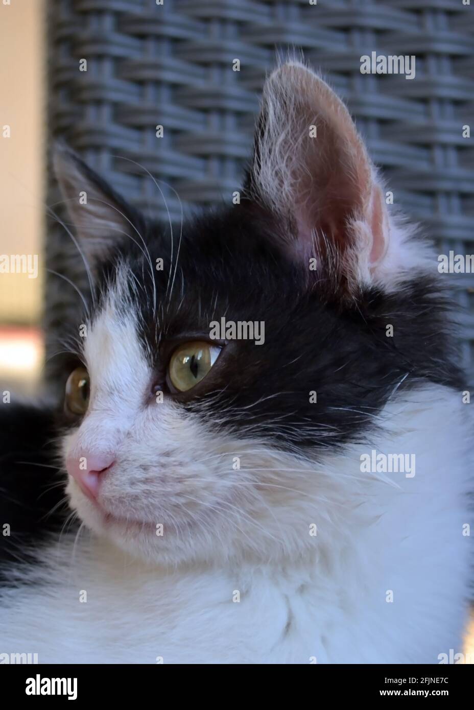 Close-up portrait of a black and white kitten Stock Photo - Alamy