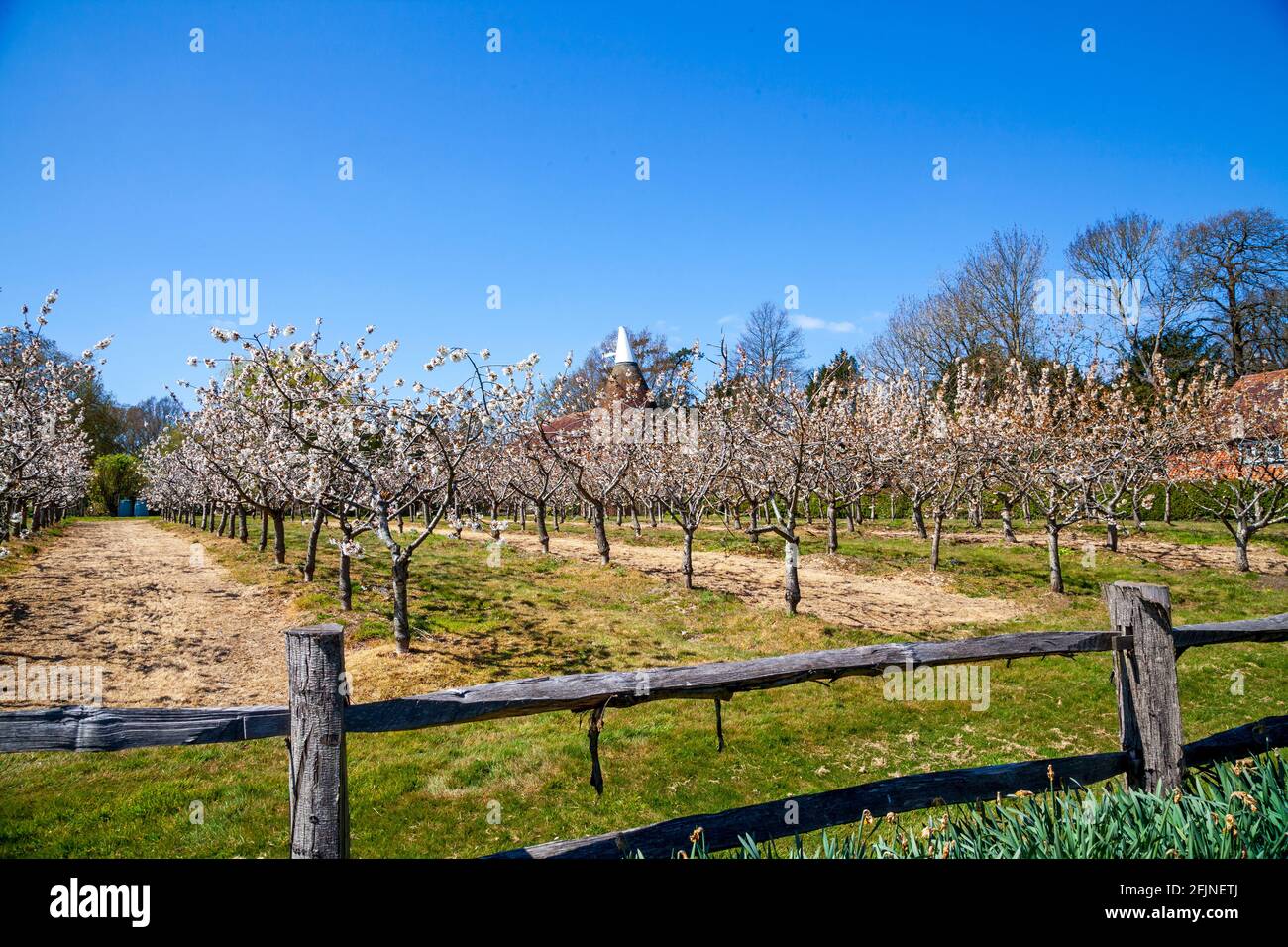 Cherry blossom and Oast House, Kent, UK Stock Photo