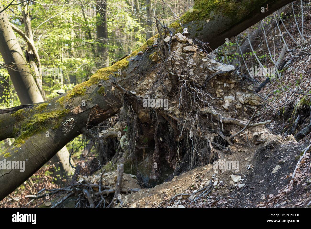 uprooted, old trees have fallen and taken the soil with them. changes in the environment, Natural disaster. the old tree is dying. bar the way Stock Photo