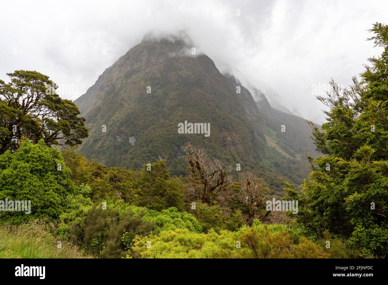 Impressive rainforest and mountains surrounded by beautiful clouds, Milford Sound highway, South Island of New Zealand Stock Photo