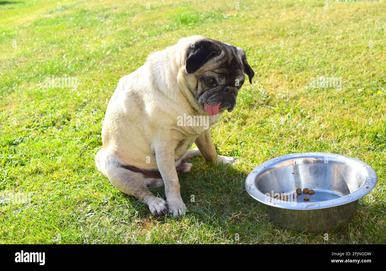 Pug eating cheap grass