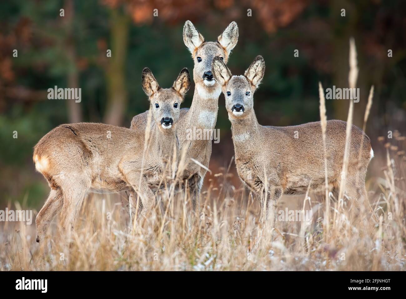 Family of roe deer standing on dry field in autumn Stock Photo
