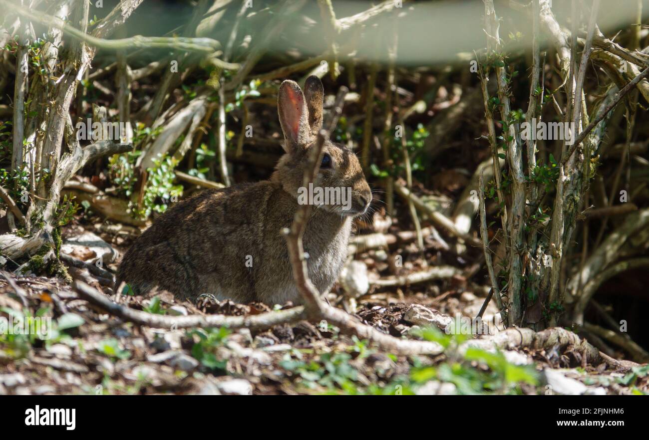 macro close up of a wild young rabbit (Oryctolagus cuniculus) with ...