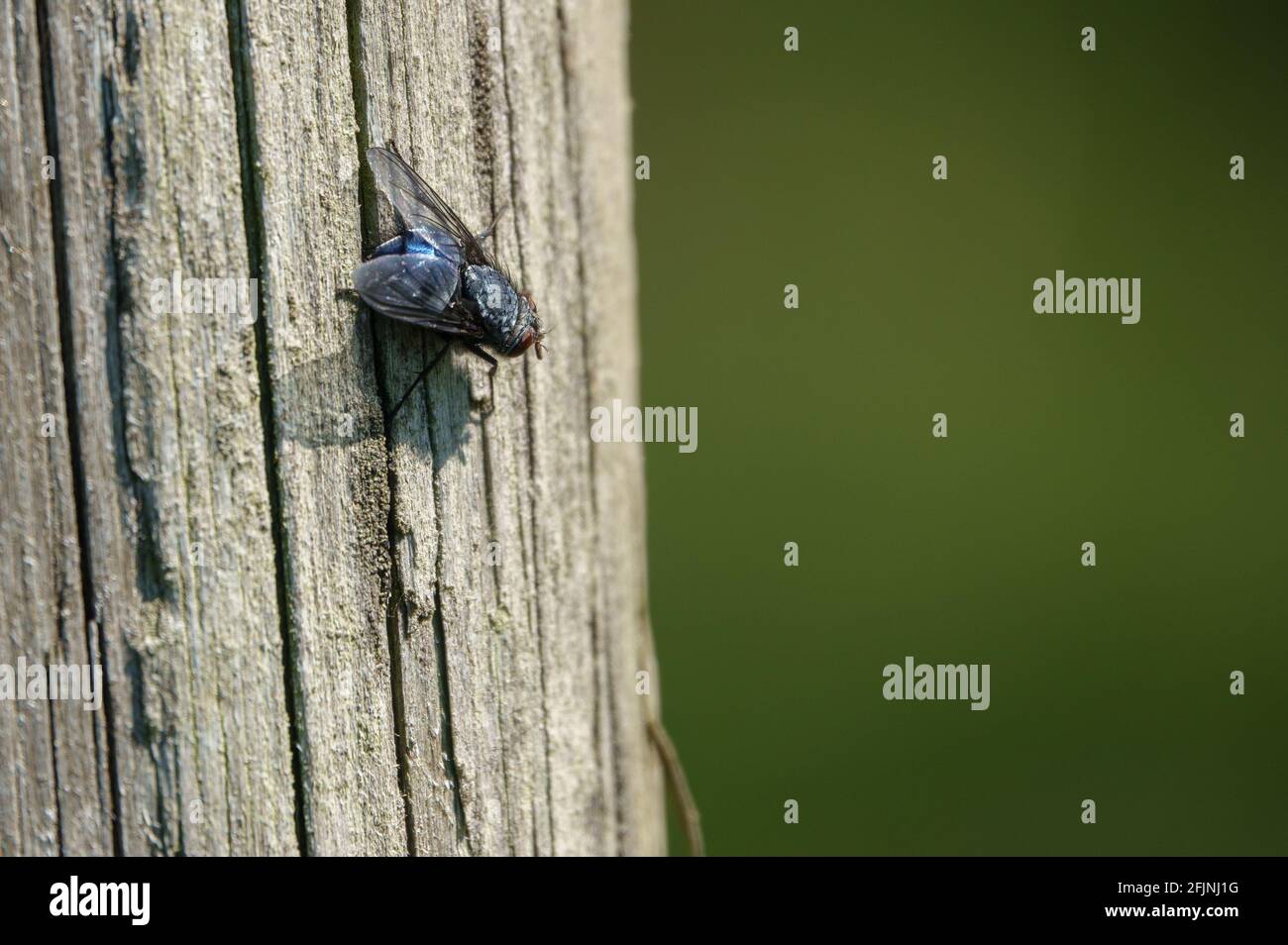 a large shiny blue bottle fly rest on an old timber post in warm sunshine Stock Photo