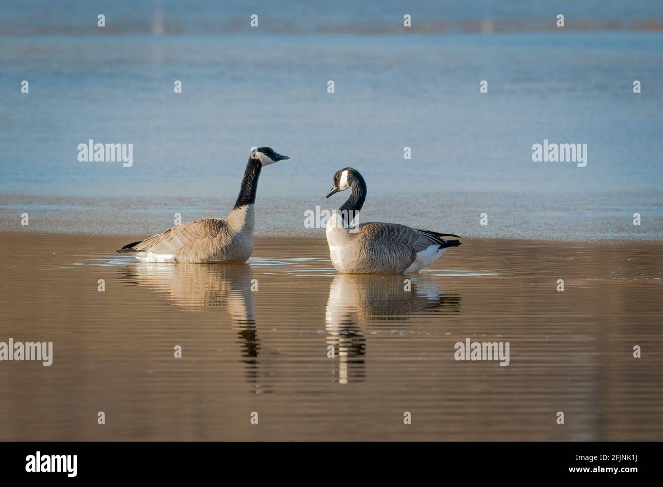 Two Canada geese share an early morning spring sunrise moment on a small pond in a sand and gravel pit in Door County Wisconsin. Stock Photo