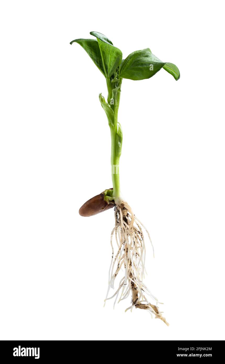 Bean plant roots hires stock photography and images Alamy