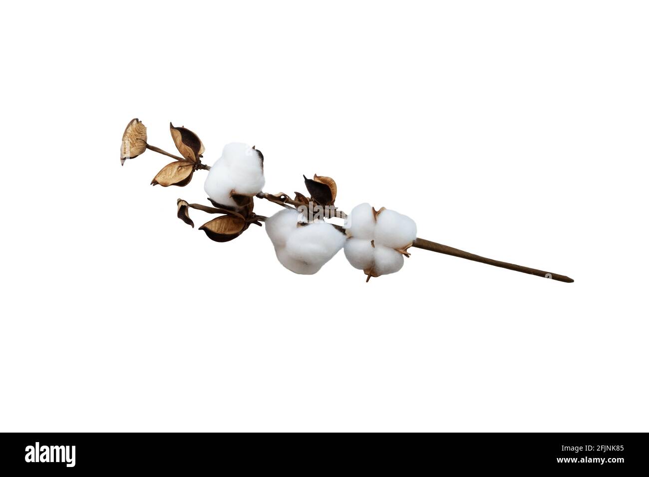 White cotton branch flowers isolated object, flatly top view, decor for mockups, scenes design Stock Photo